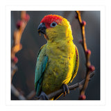 Close Up Of A Colorful Jenday Conure  (Print Only) thumbnail