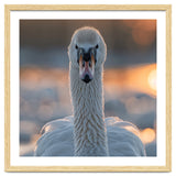 Close Up Portrait Of A Majestic Swan thumbnail