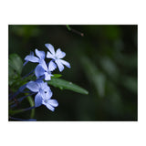 BLOSSOM. (Print Only) thumbnail