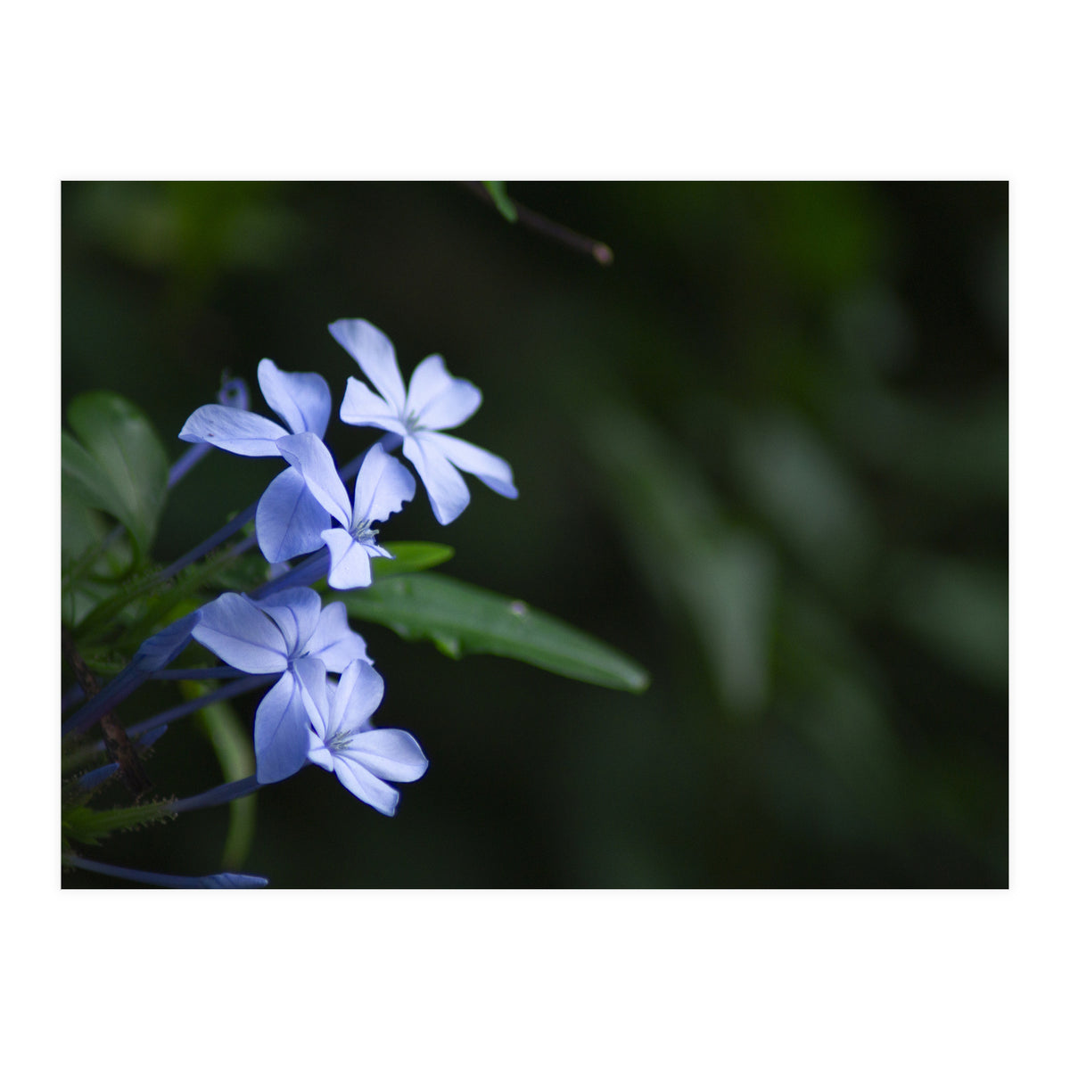 BLOSSOM. (Print Only)