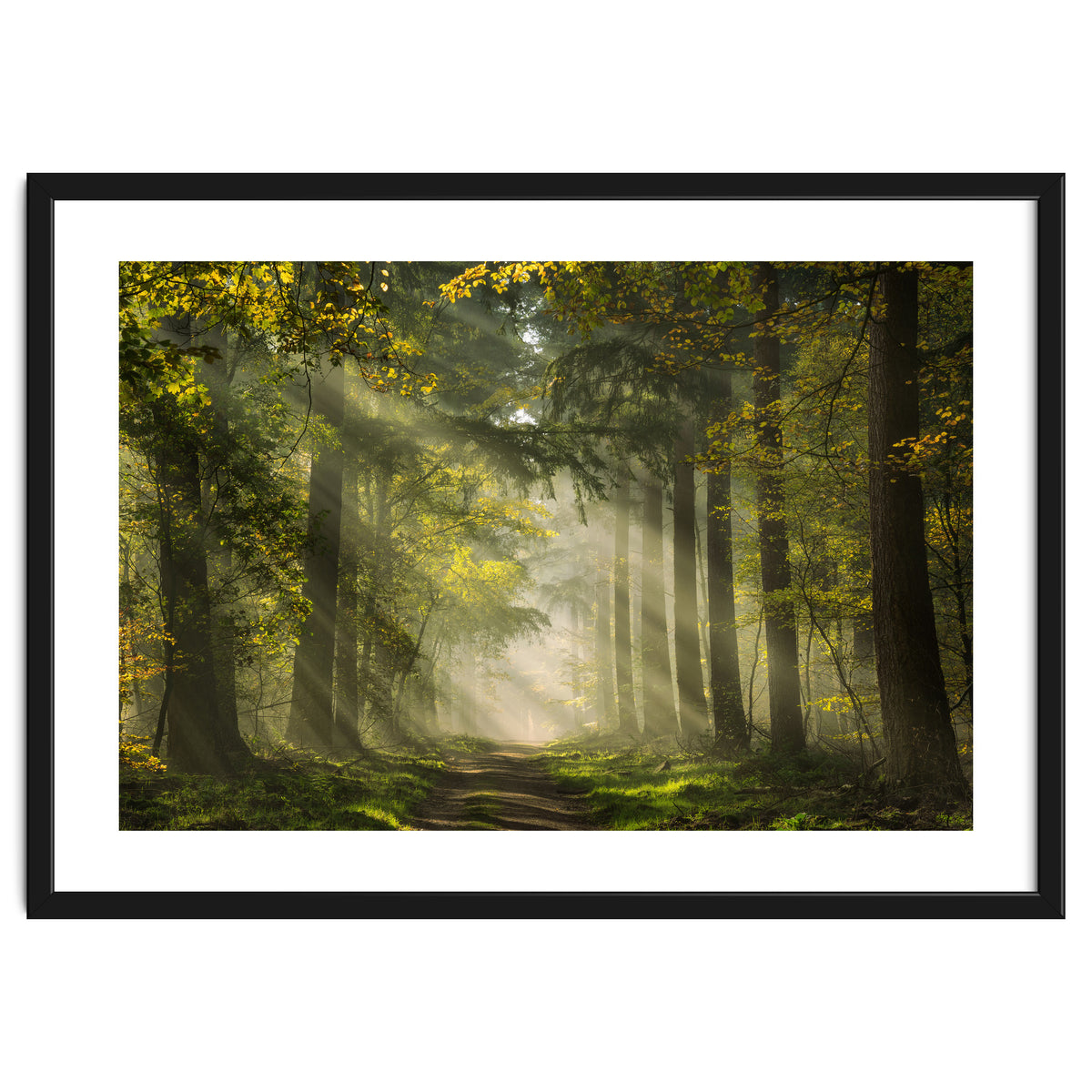 Sunrays in a Dutch forest