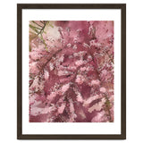 Pink Blossom thumbnail