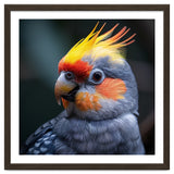 Cockatiel Parrot With Yellow Crest And Orange Cheeks thumbnail