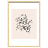 Acacia Botanical illustration thumbnail