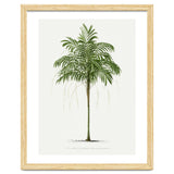 Oswald de Kerchove de Denterghem – Vintage Palm Tree Illustration (1878) thumbnail