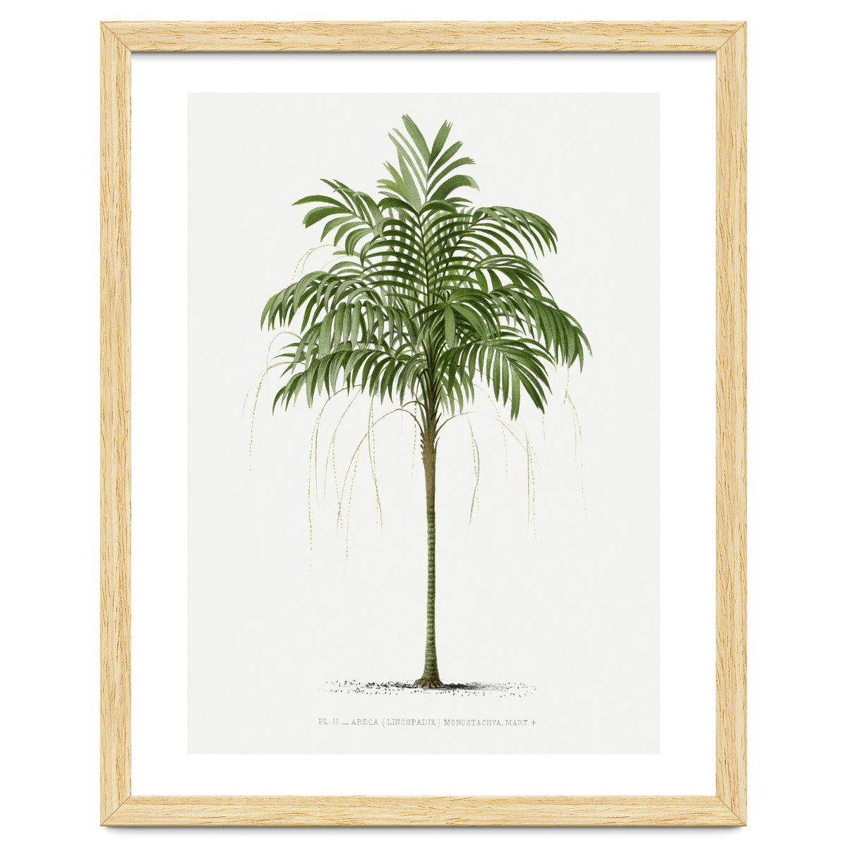 Oswald de Kerchove de Denterghem – Vintage Palm Tree Illustration (1878)