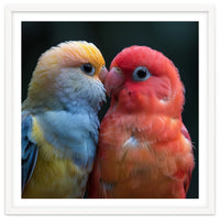Two Lovebirds Nuzzling Close Up Portrait
