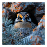 Close Up Falcon Eye Detail In Nest (Print Only) thumbnail