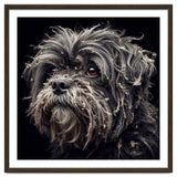 Old Dog 02 thumbnail