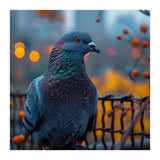 Pigeon With Water Droplets  (Print Only) thumbnail