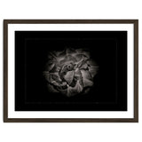 Backyard Flowers In Black And White No 81 with Border thumbnail