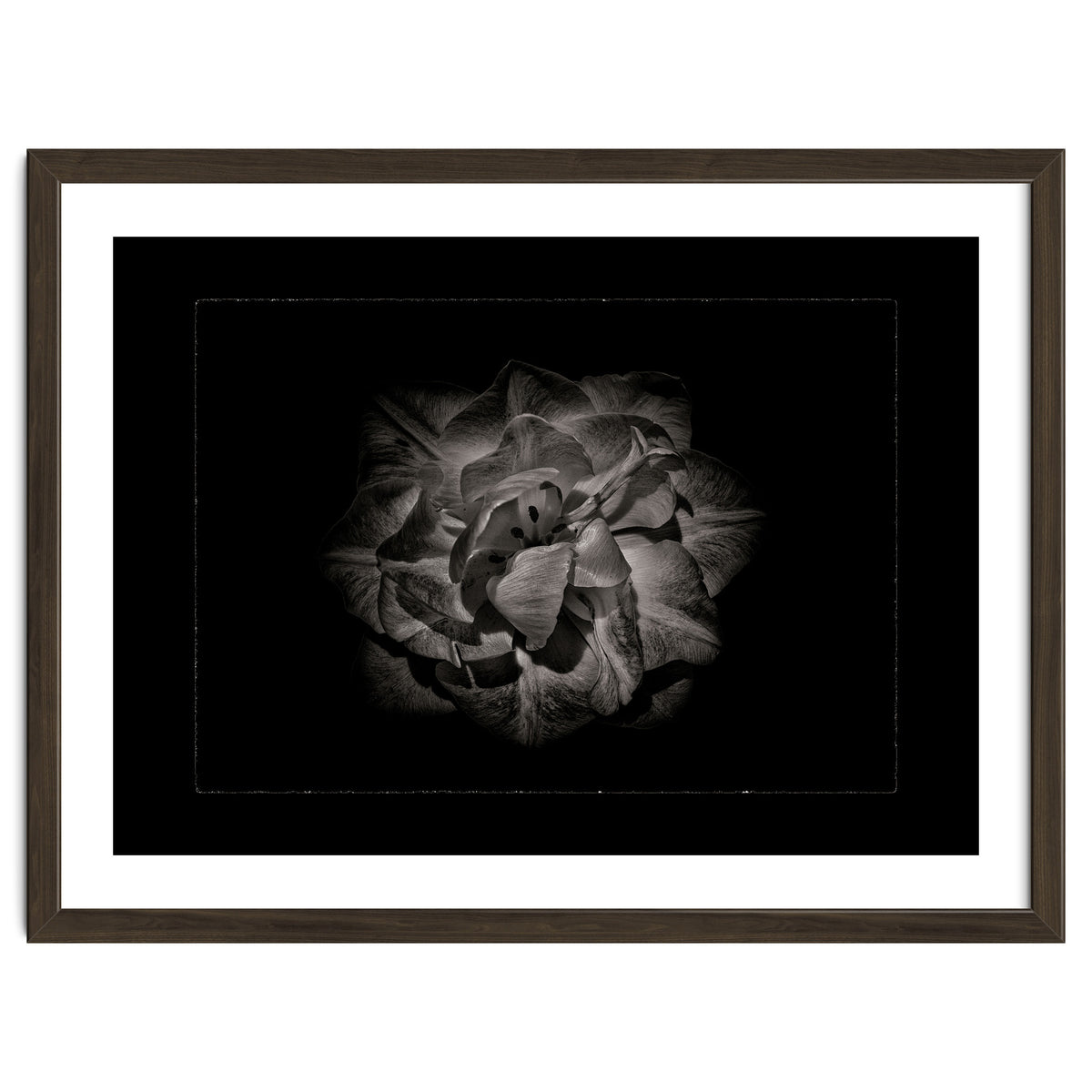 Backyard Flowers In Black And White No 81 with Border