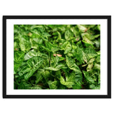 Green Arrow Head Plant Leaves thumbnail