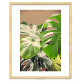 Monstera Mix thumbnail