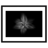 Backyard Flowers In Black And White No 28 Flow Version thumbnail