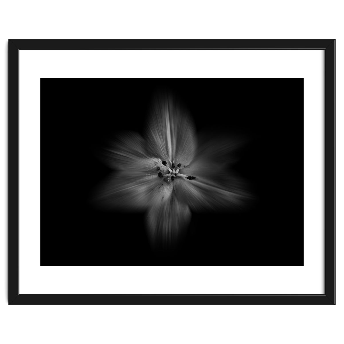 Backyard Flowers In Black And White No 28 Flow Version