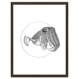 The Fascinating Cuttlefish thumbnail