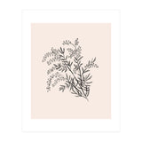 Acacia Botanical illustration (Print Only) thumbnail