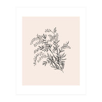 Acacia Botanical illustration (Print Only)