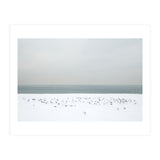 Seagulls in the winter snow beach (Print Only) thumbnail