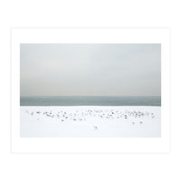 Seagulls in the winter snow beach (Print Only)