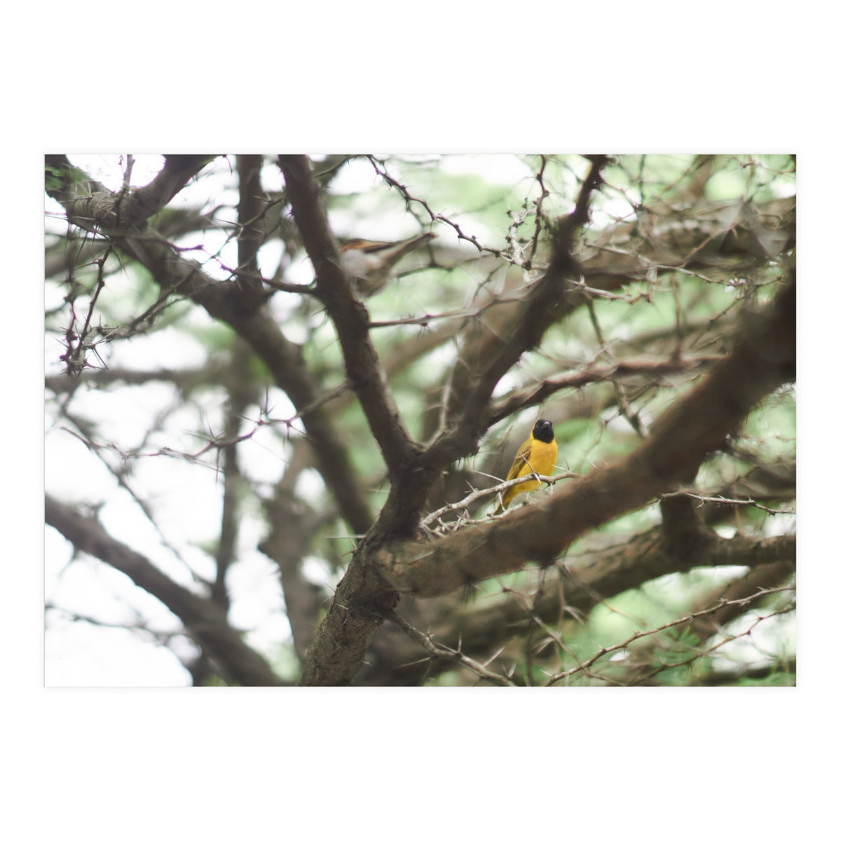 Mini sun (Print Only)