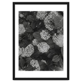 Hydrangeas | Black & White Portrait thumbnail