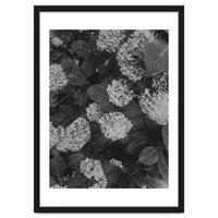 Hydrangeas | Black & White Portrait