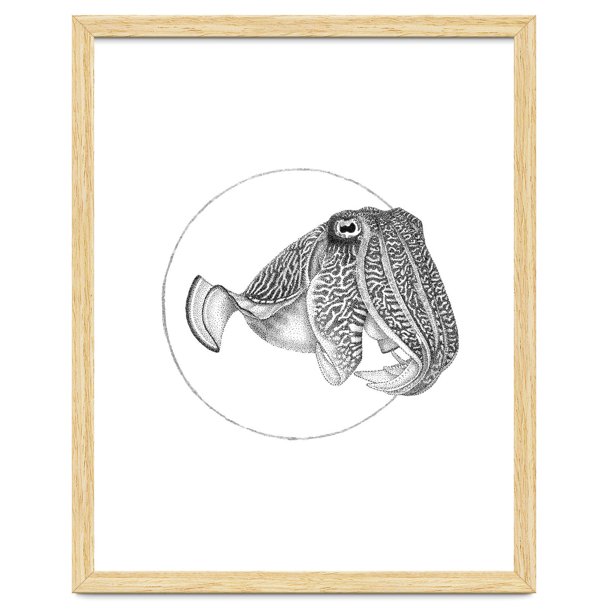 The Fascinating Cuttlefish