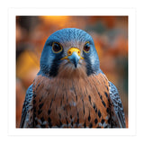 Close Up Of A Kestrel Bird Of Prey Portrait (Print Only) thumbnail