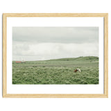 Horses in the middle of the green field - Iceland thumbnail
