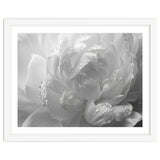 Ethereal Monochromatic Peony Petal Macro thumbnail