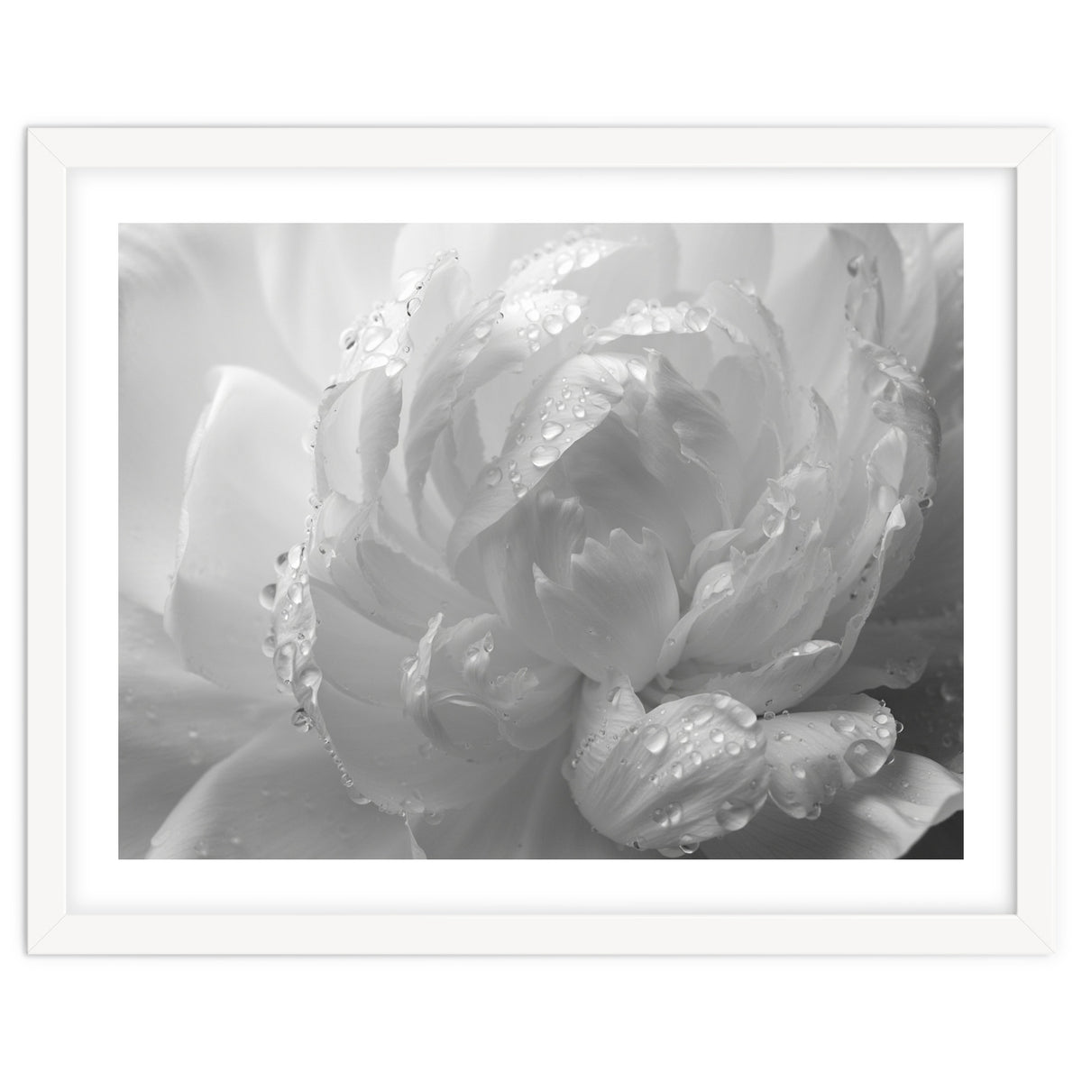Ethereal Monochromatic Peony Petal Macro