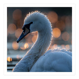 Close-up Shot of a Swan with Water Droplets (Print Only) thumbnail