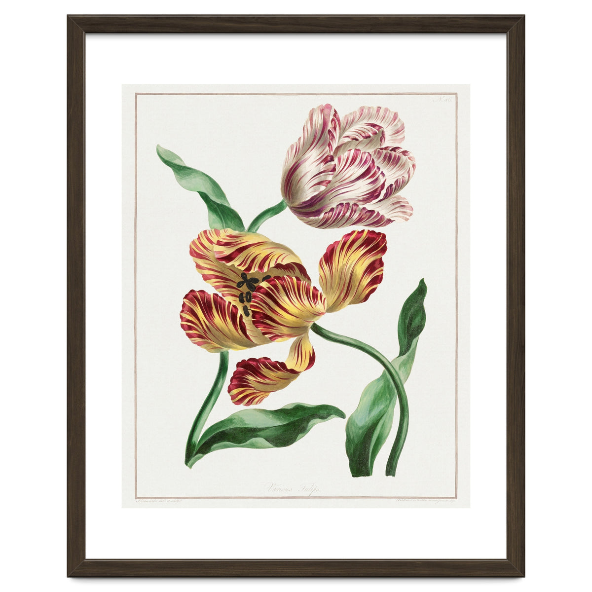 John Edwards – Various Tulips (1791)