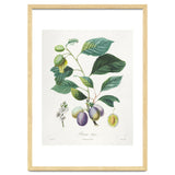Henri-Louis Duhamel du Monceau – Prune Bifère (1808–1835) thumbnail