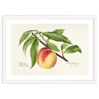 Royal Charles Steadman – Peach Twig (Prunus persica) (1918)