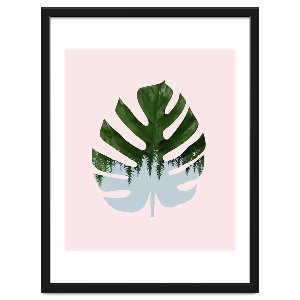 Monstera