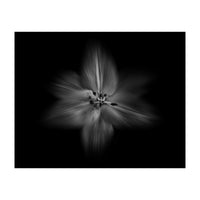 Backyard Flowers In Black And White No 28 Flow Version (Print Only)