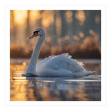 Majestic Swan Gliding On Water At Sunset (Print Only) thumbnail