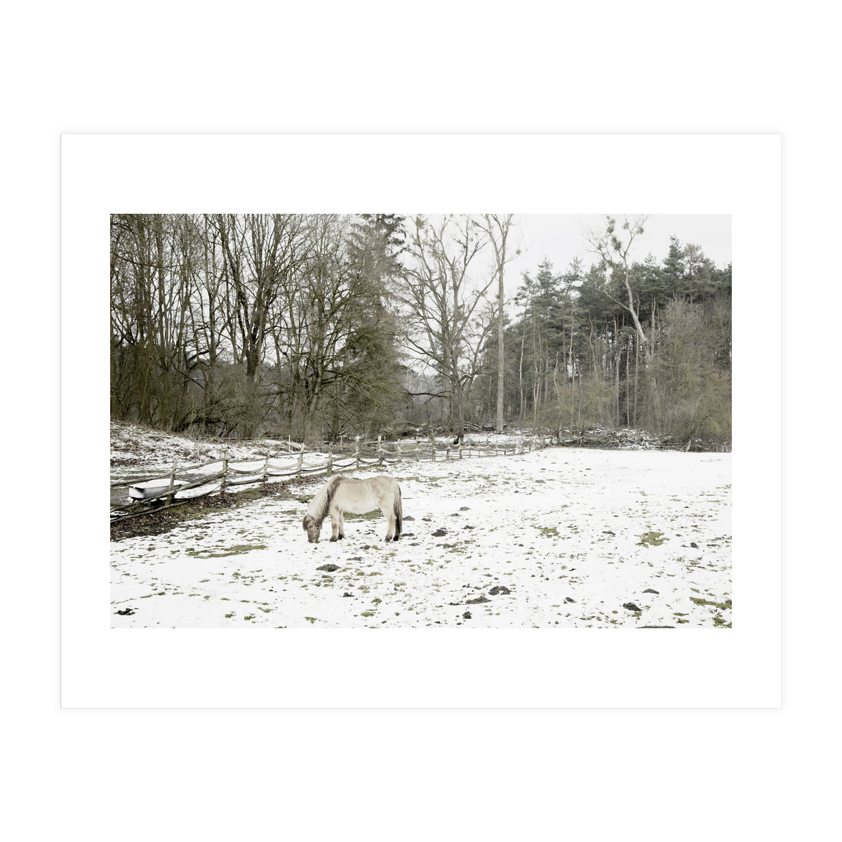 White horse in the snow field (Print Only)