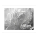Ethereal Monochromatic Peony Petal Macro (Print Only) thumbnail