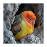 Cute Lovebird Perched On A Rock In A Cave (Print Only) thumbnail