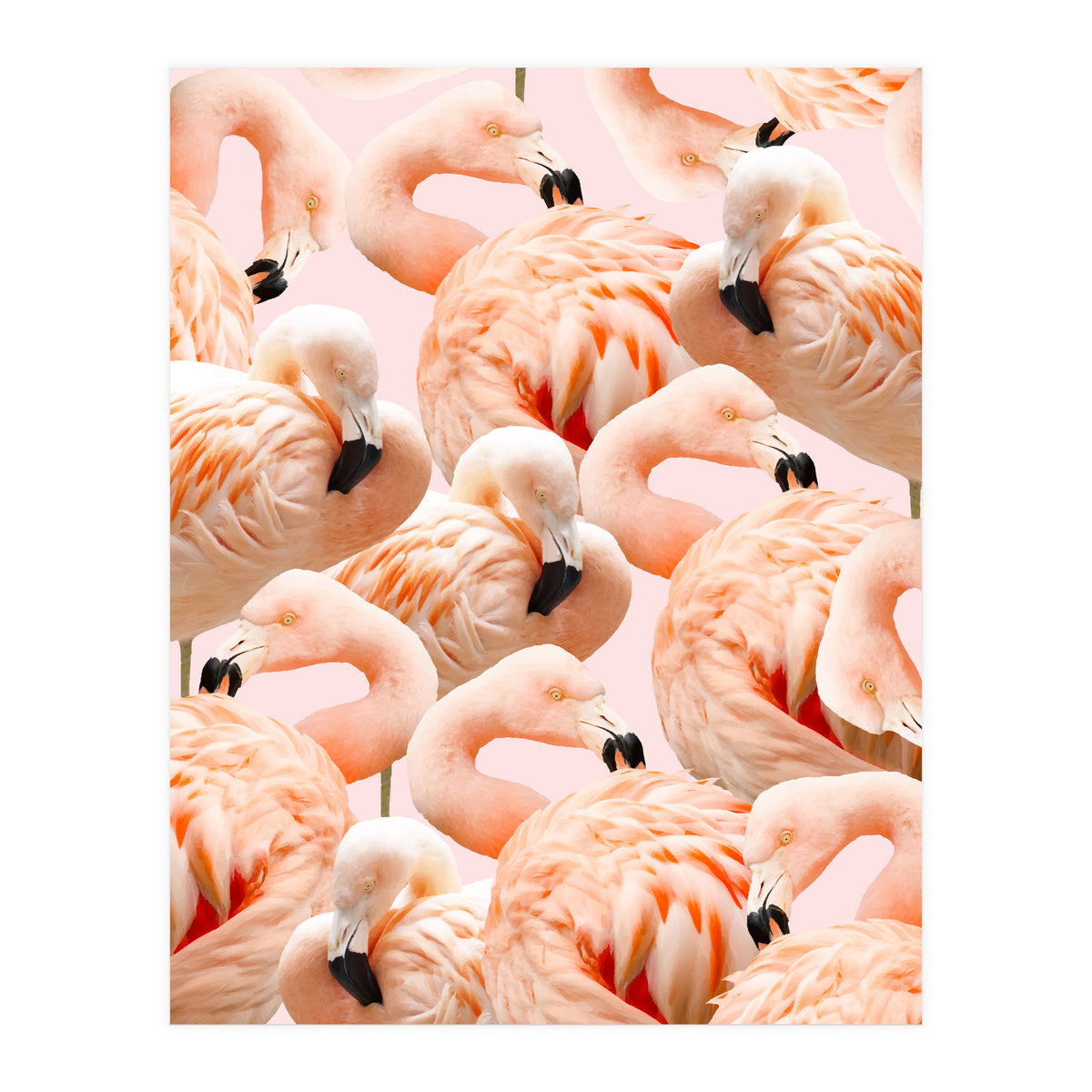Flamingo Blush #society6 #decor #buyart #flamingoart (Print Only)