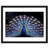 Close Up Peacock Showing Its Beautiful Feathers thumbnail