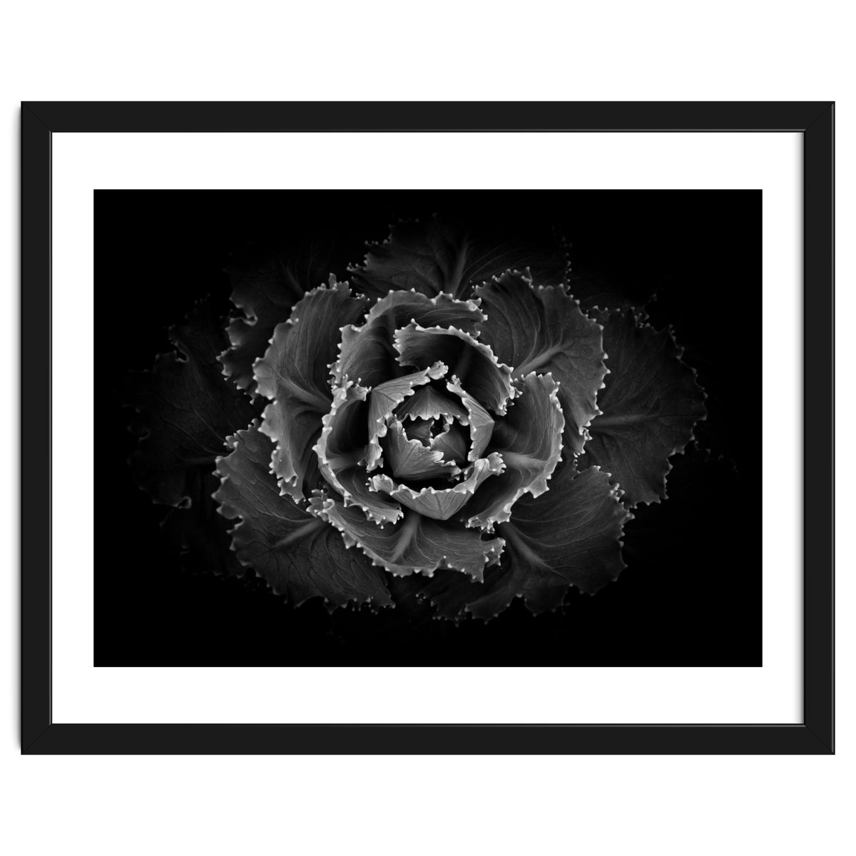 Backyard Flowers In Black And White No 101