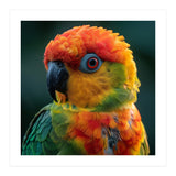 Sun Conure Parrot Close Up Eye  (Print Only) thumbnail