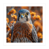 Close Up Of A Kestrel Bird Of Prey (Print Only) thumbnail