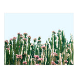 Blush Cactus #society6 #decor #buyart (Print Only) thumbnail