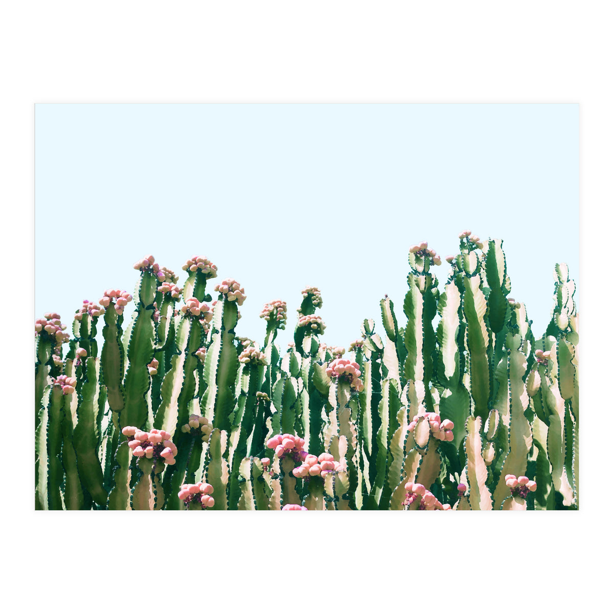 Blush Cactus #society6 #decor #buyart (Print Only)